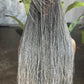 Ultra-Fine Micro-Braids in Salt & Pepper 20-22" Full Lace Micro-Braid Wig made to order