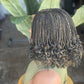 10" Closure Glueless Color 27 Mix with Black Bianca Unit Ready to Ship